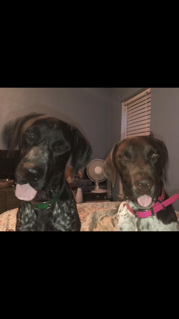 /Images/uploads/Southeast German Shorthaired Pointer Rescue/segspcalendarcontest2018/entries/8896thumb.jpg